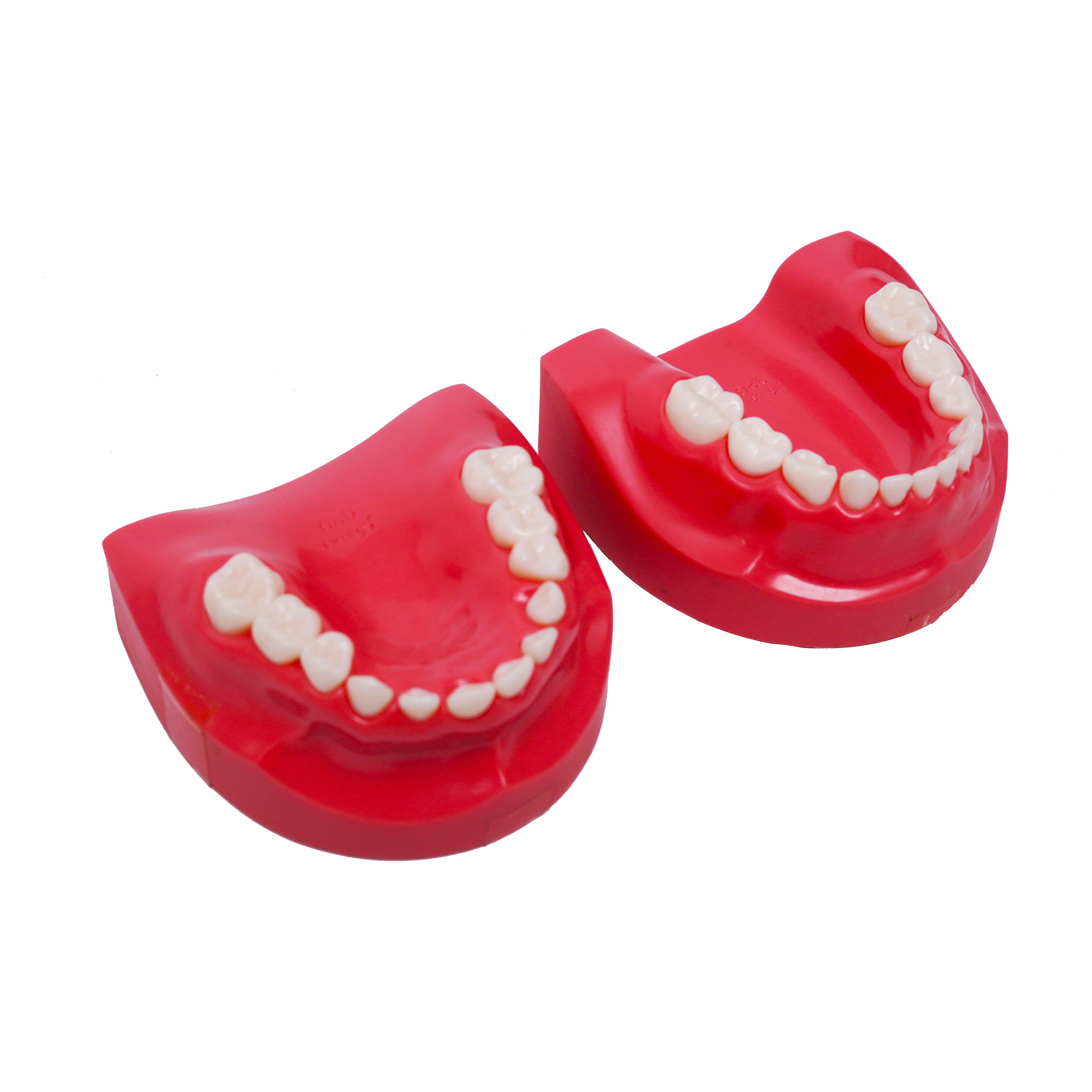 Nirmala Dental Dental Model